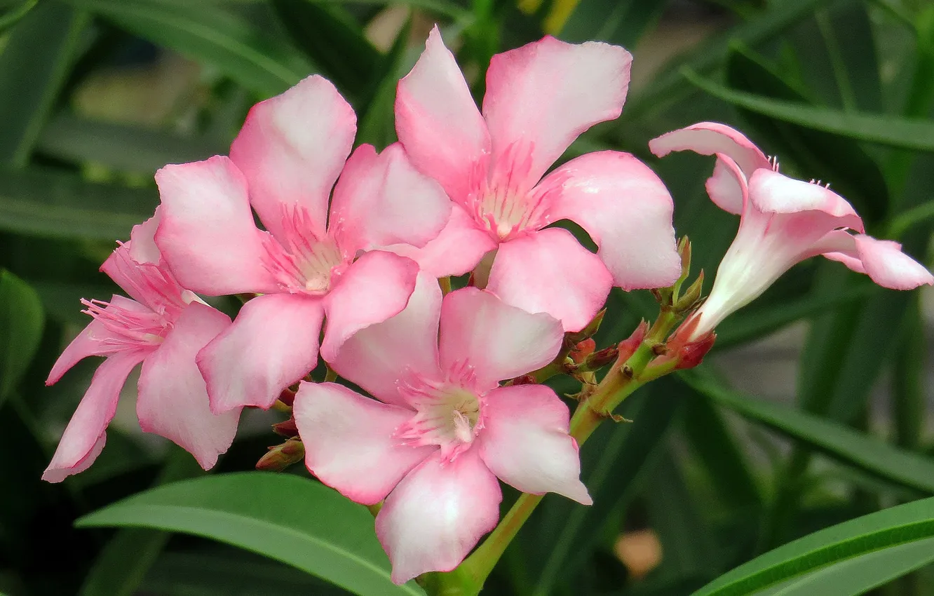 Photo wallpaper macro, flowers, Oleander