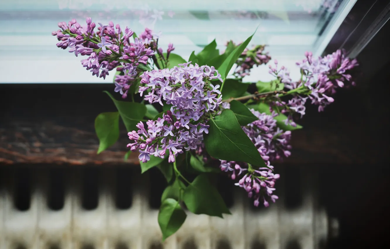 Photo wallpaper bouquet, petals, lilac