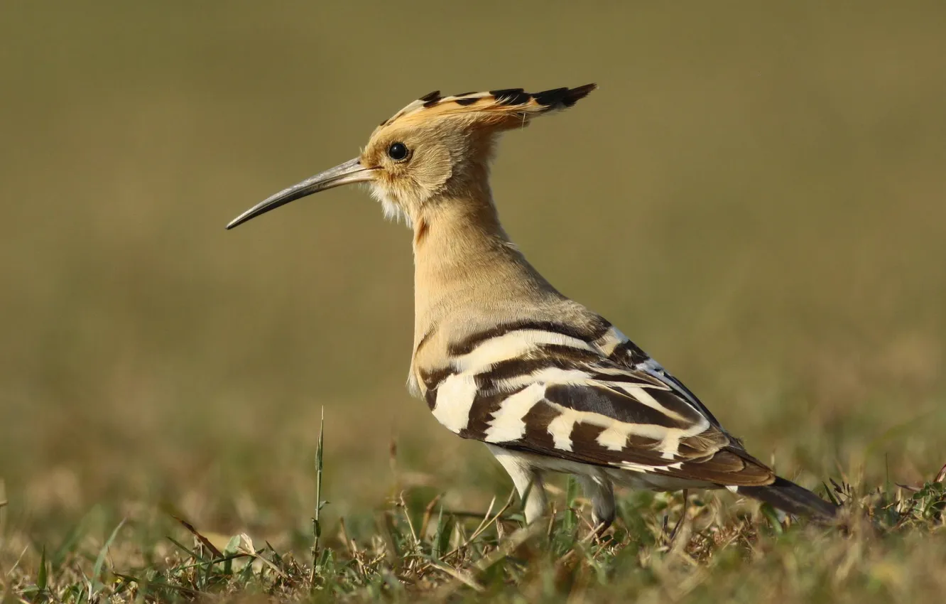 Photo wallpaper bird, hoopoe, hoopoe