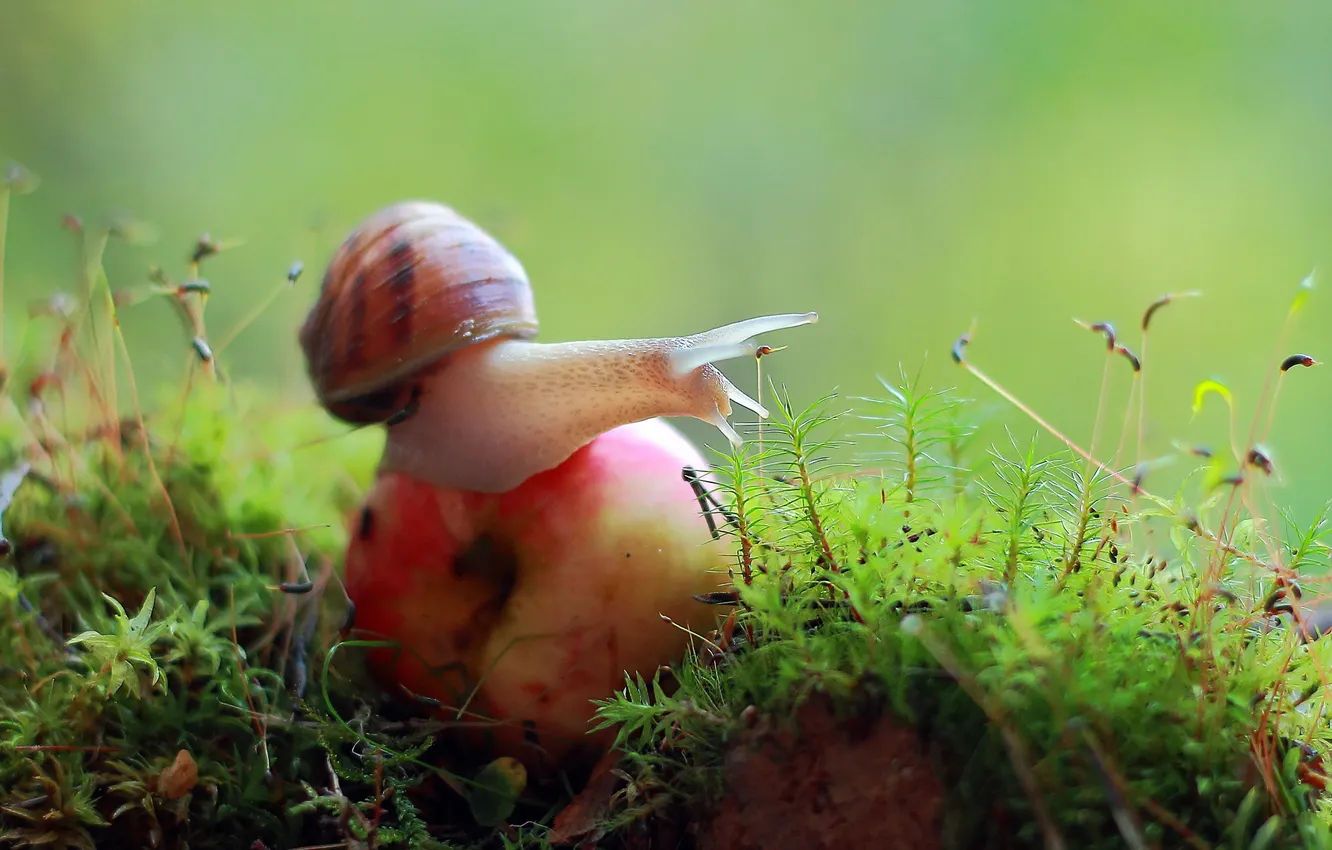 Photo wallpaper macro, Apple, snail