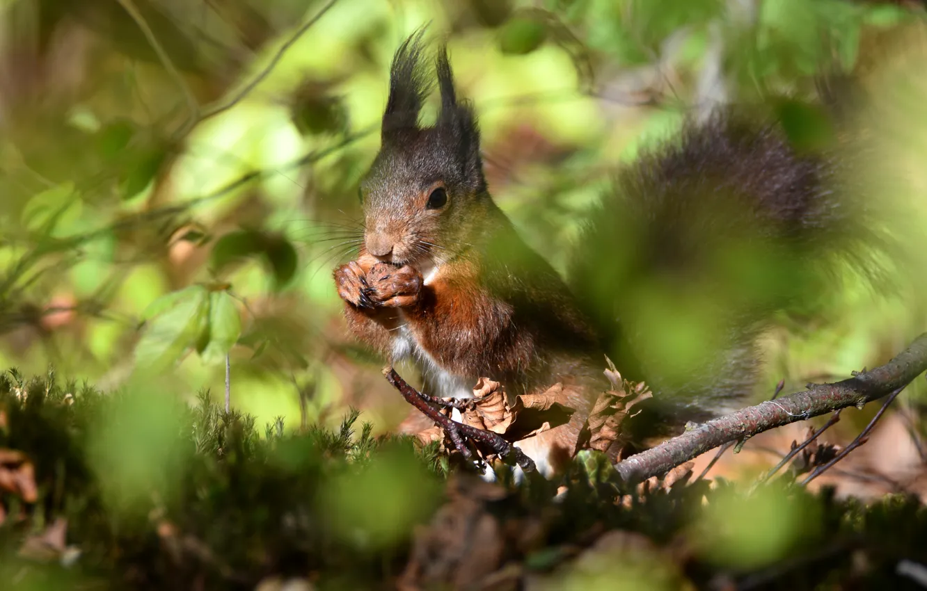Photo wallpaper forest, leaves, light, branches, background, blur, protein, nuts
