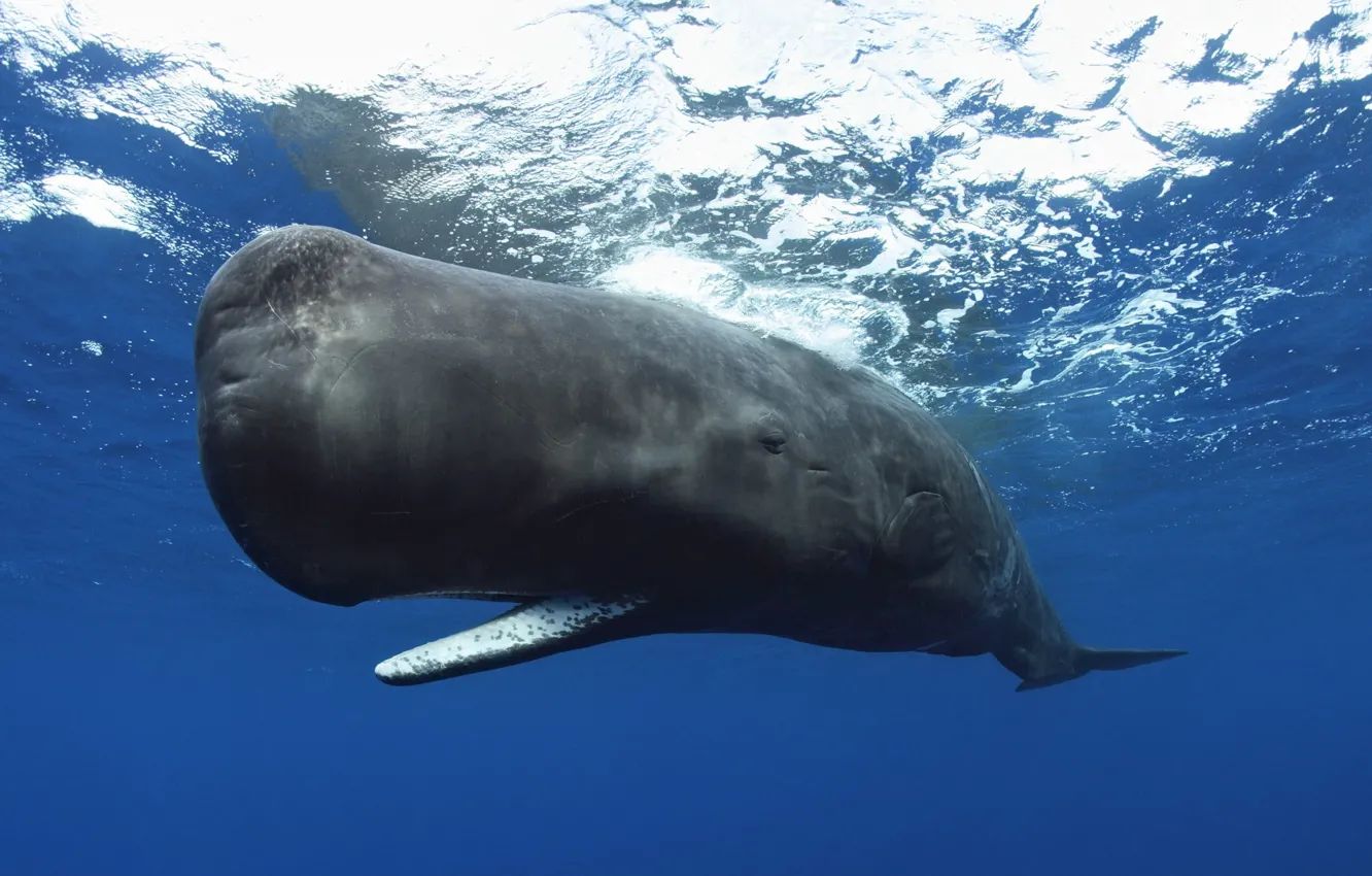 Photo wallpaper underwater, animals, Blue Whale, animal wildlife, Sperm Whale
