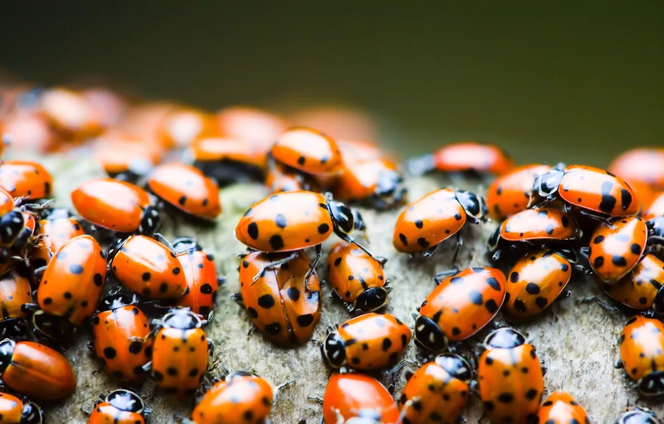 Photo wallpaper macro, ladybug