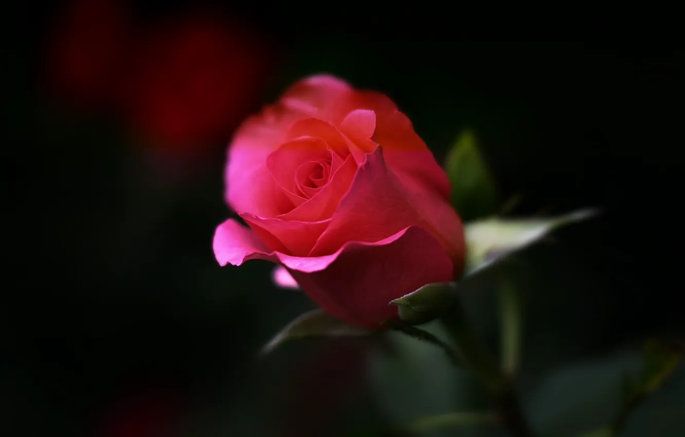 Photo wallpaper rose, blur, Bud