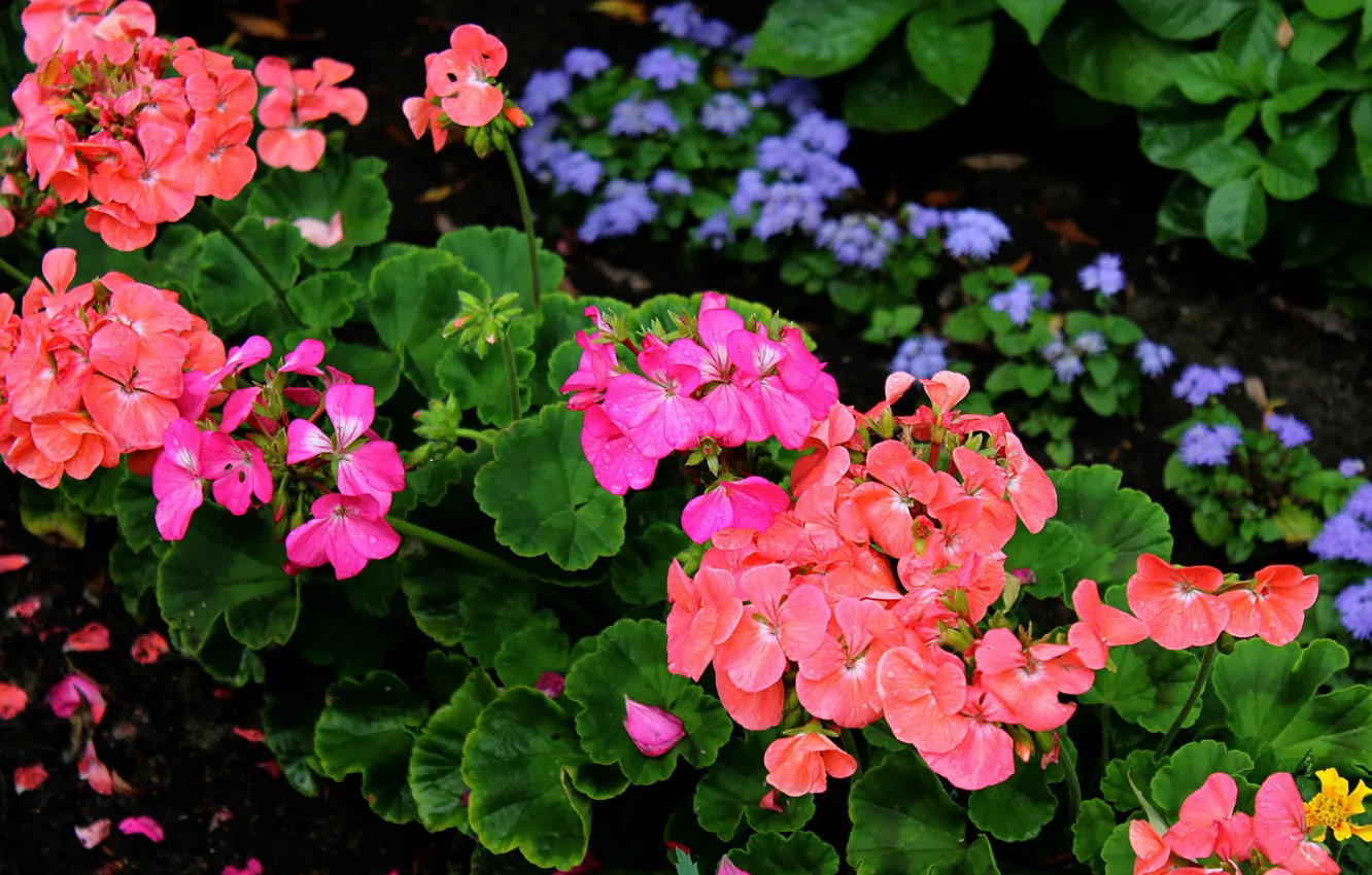 Photo wallpaper summer, plants, flowerbed, flora, geranium, garden flowers