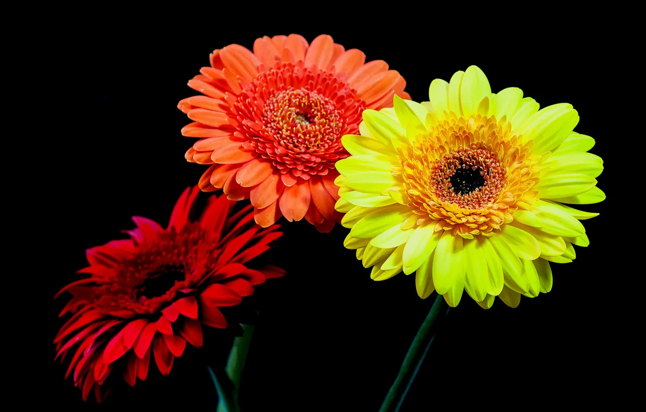 Photo wallpaper macro, bouquet, petals, gerbera