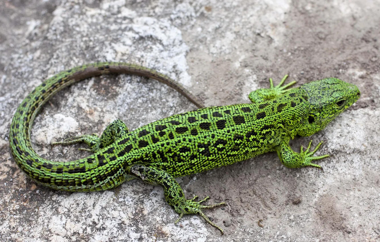 Photo wallpaper legs, lizard, tail