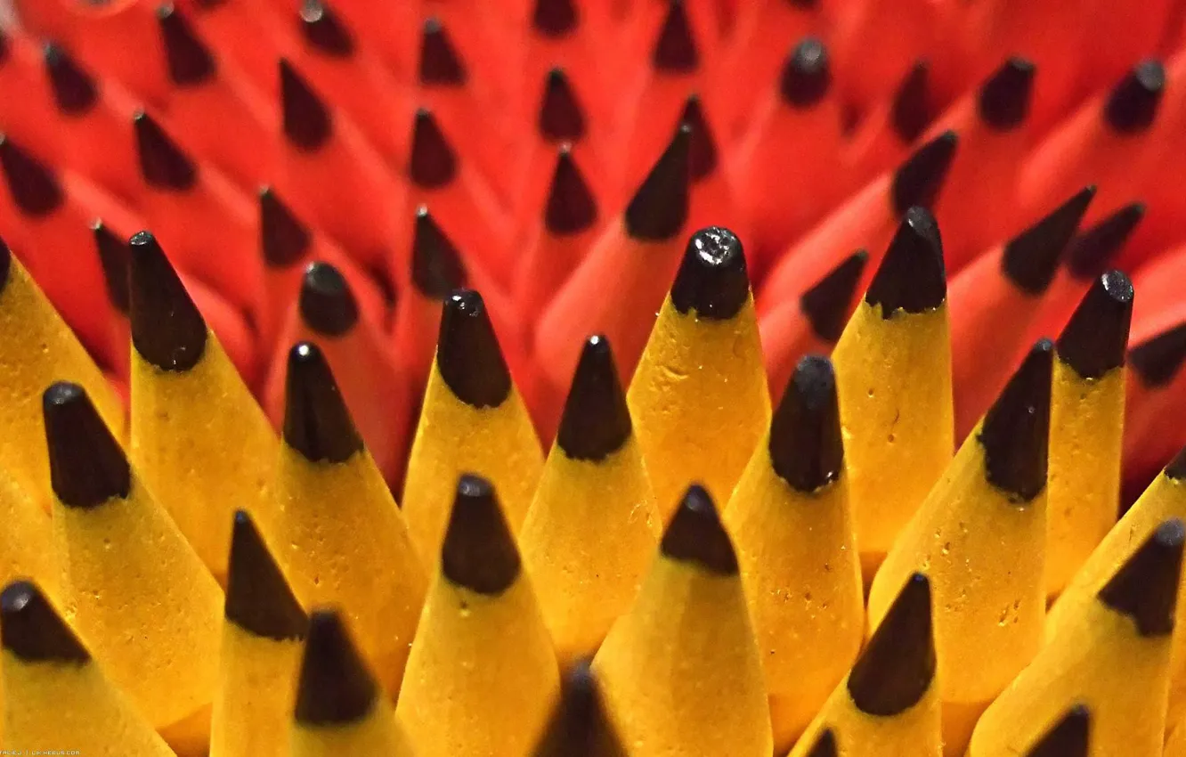 Photo wallpaper trees, pencils, stylus