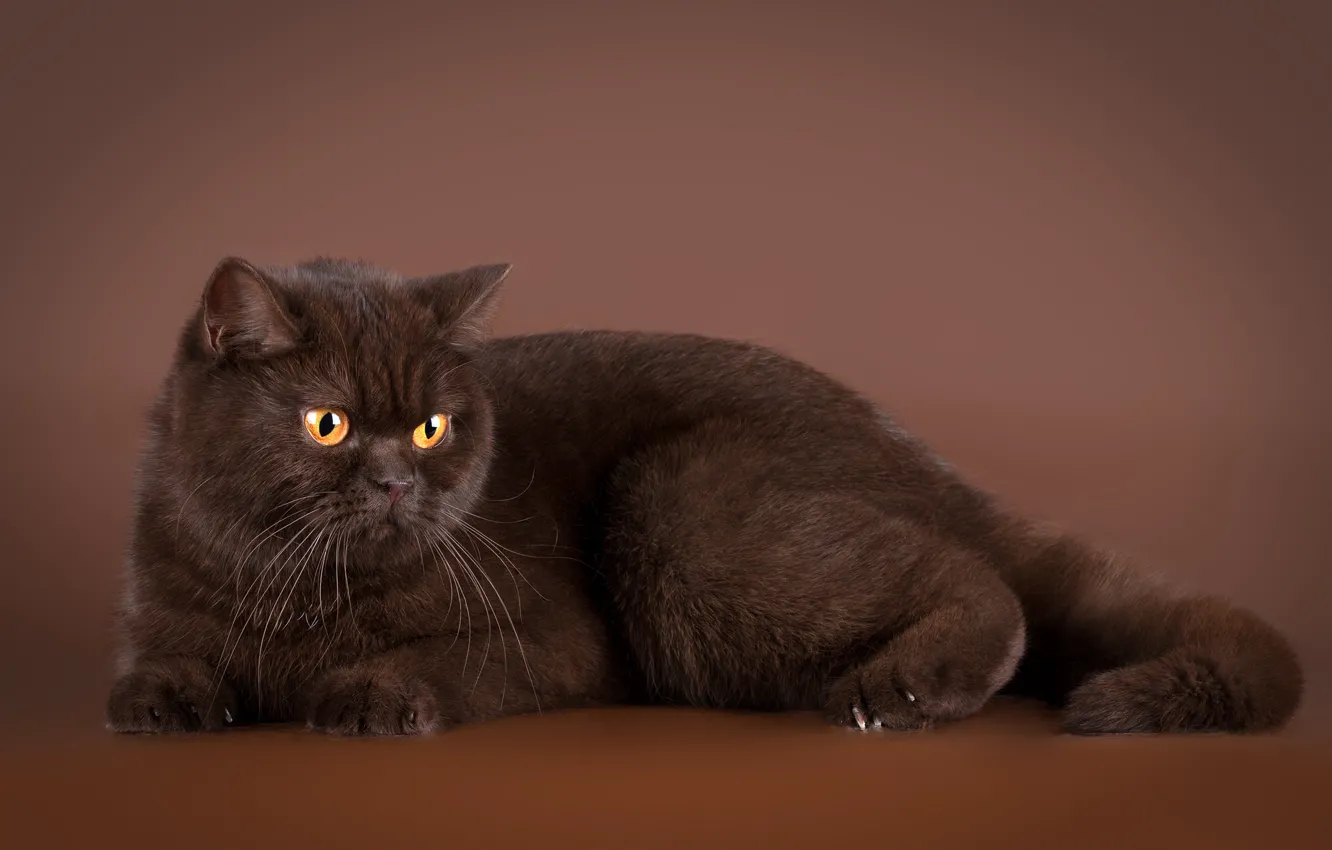 Photo wallpaper cat, cat, background, lies, brown, British, chocolate