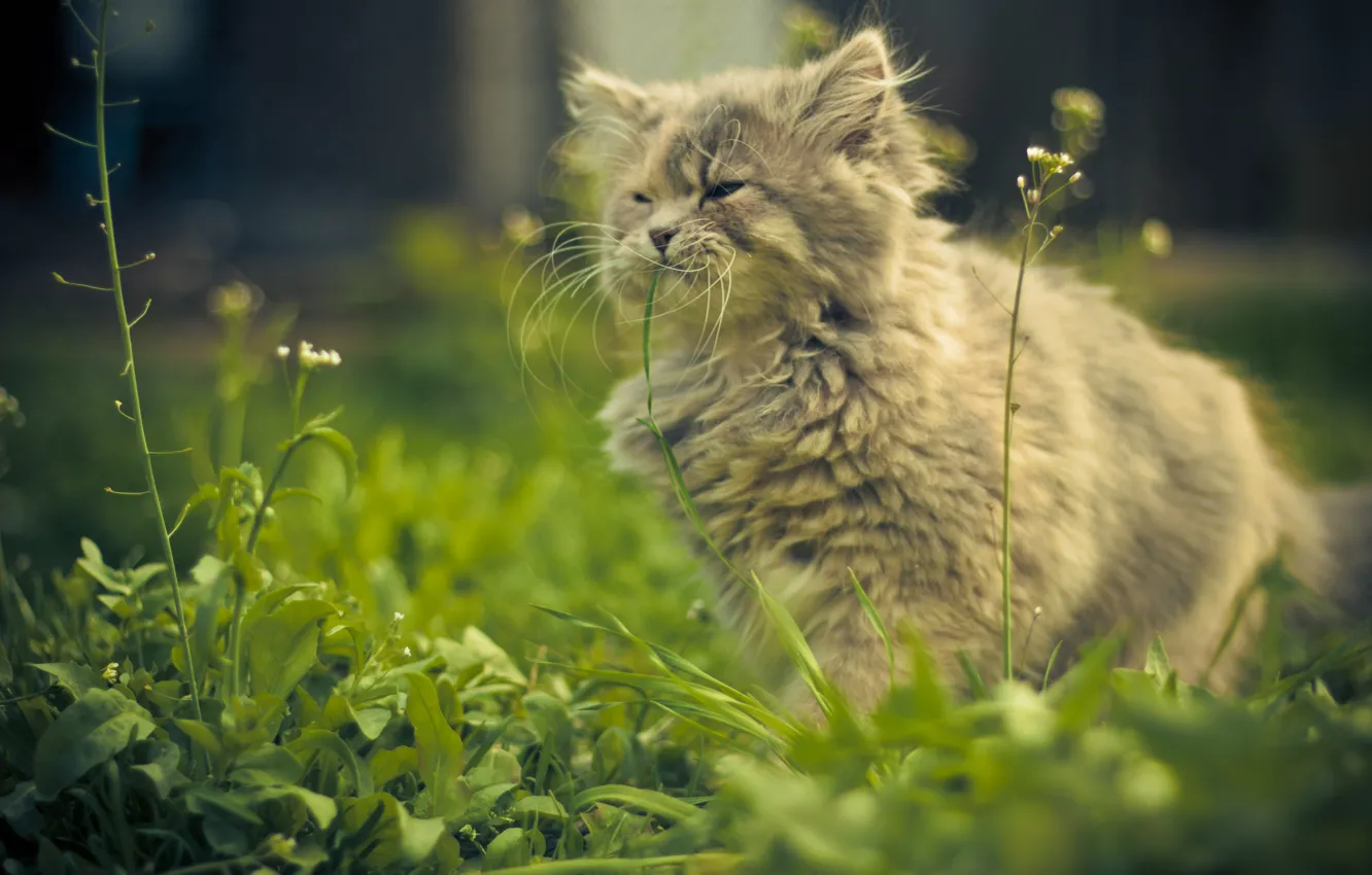 Photo wallpaper cat, summer, grass, serenity, Vista