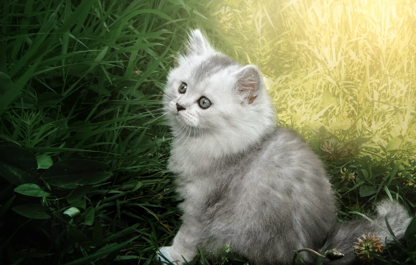 Photo wallpaper cat, grass, look, light, grey, glade, light, baby
