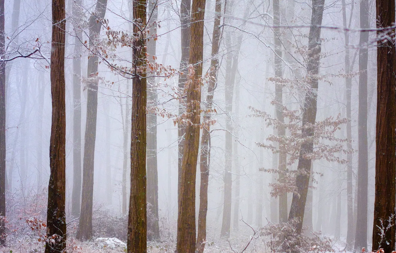 Photo wallpaper winter, frost, forest, snow