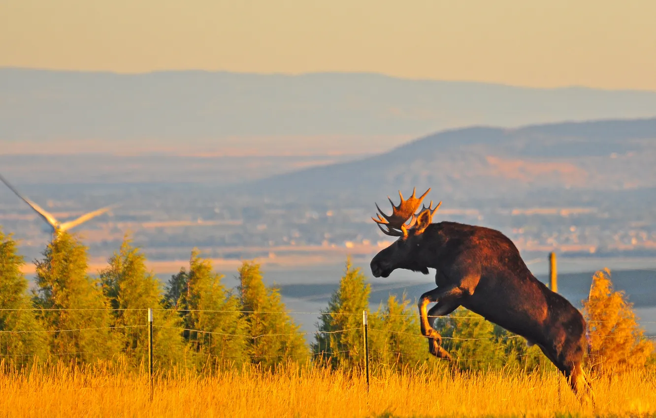 Photo wallpaper landscape, jump, the fence, horns, moose
