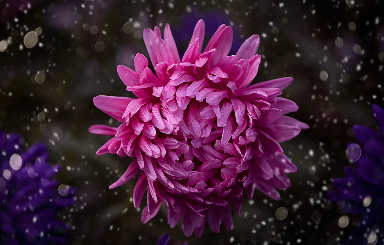 Photo wallpaper macro, petals, chrysanthemum, bokeh