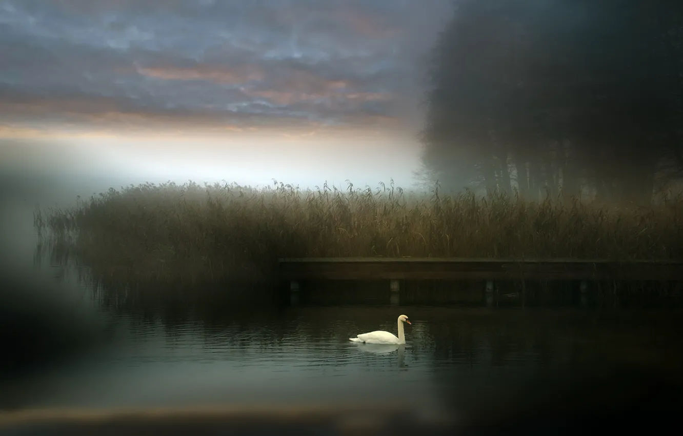 Photo wallpaper fog, lake, swans