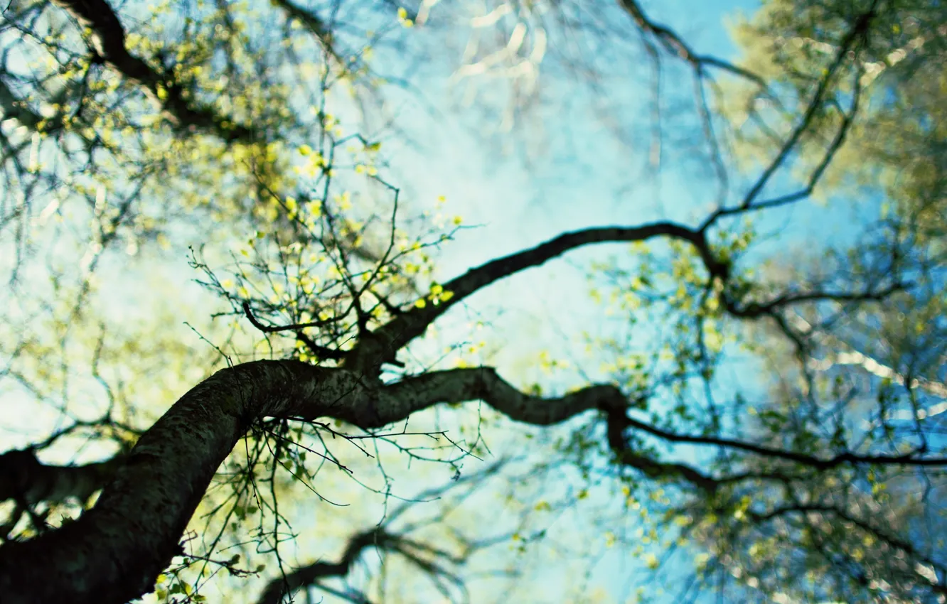 Photo wallpaper the sky, leaves, trees, nature, background, branch, Wallpaper, spring
