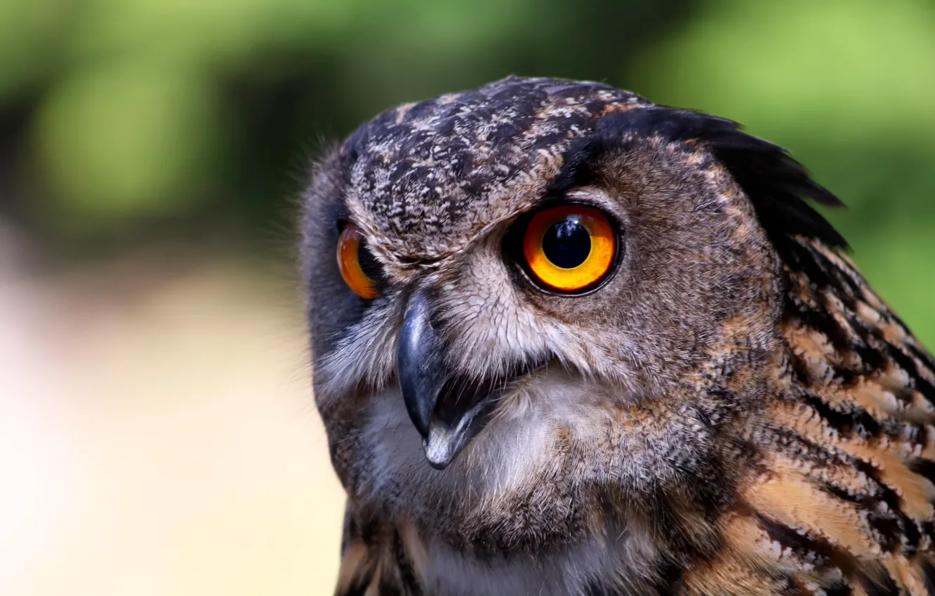 Photo wallpaper look, owl, bird, portrait, owl