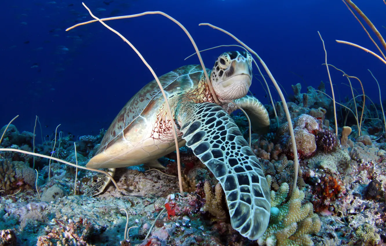 Photo wallpaper reptile, sea turtle, sea bottom