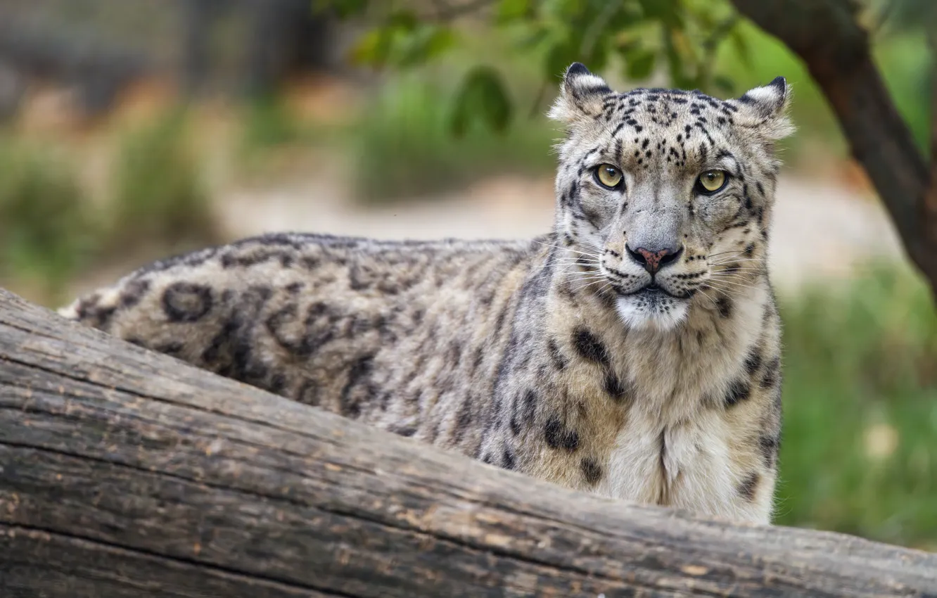 Photo wallpaper IRBIS, snow leopard, log