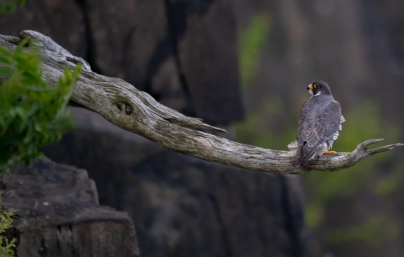 Photo wallpaper branches, bird, Falcon