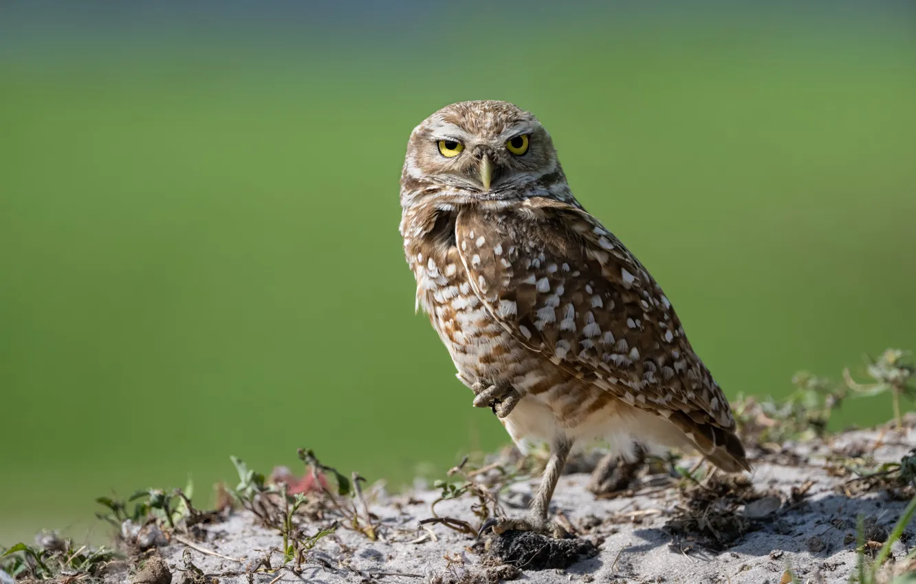 Photo wallpaper owl, bird, owl