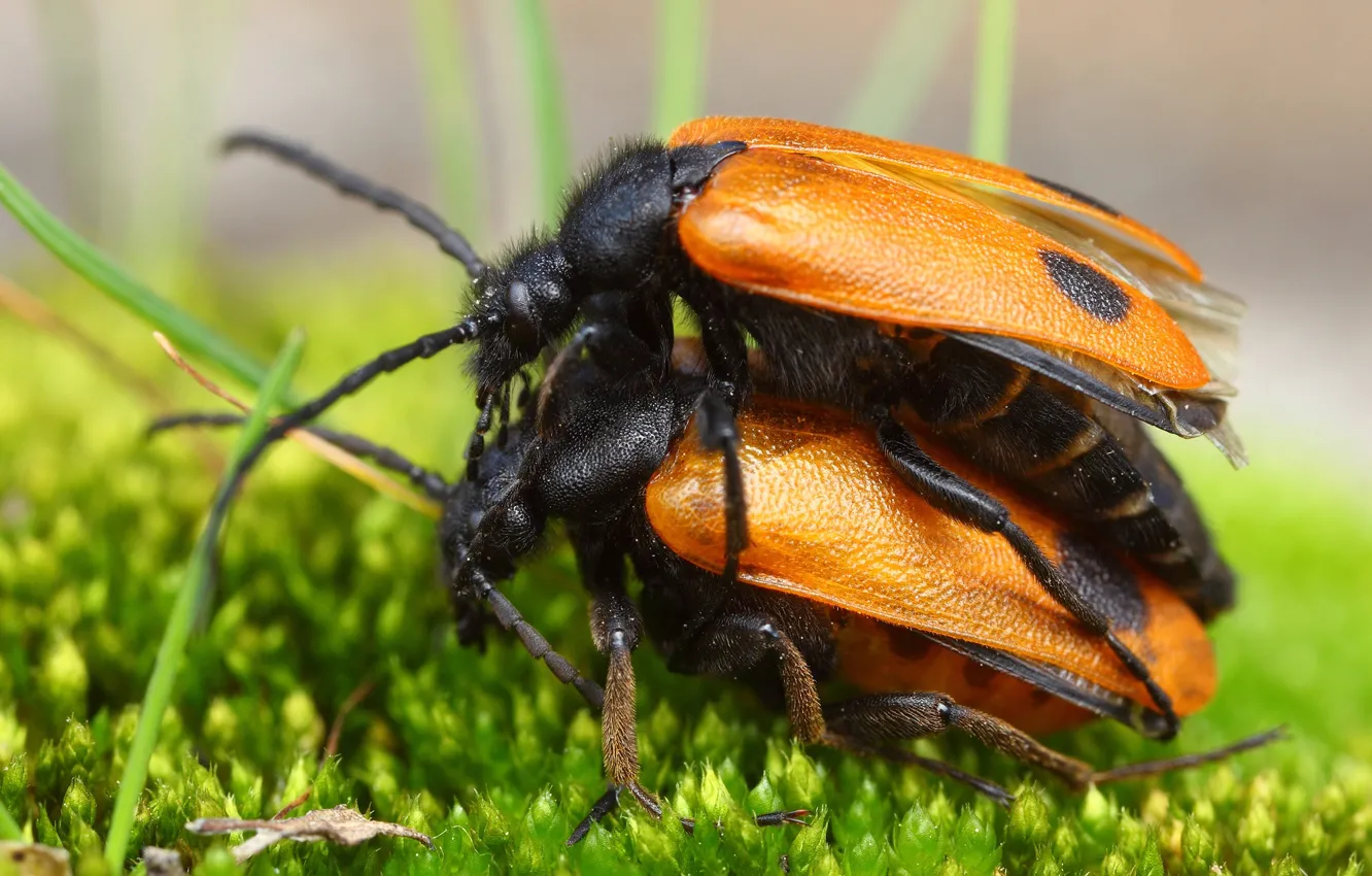 Photo wallpaper greens, erotic, macro, love, orange, background, two, moss