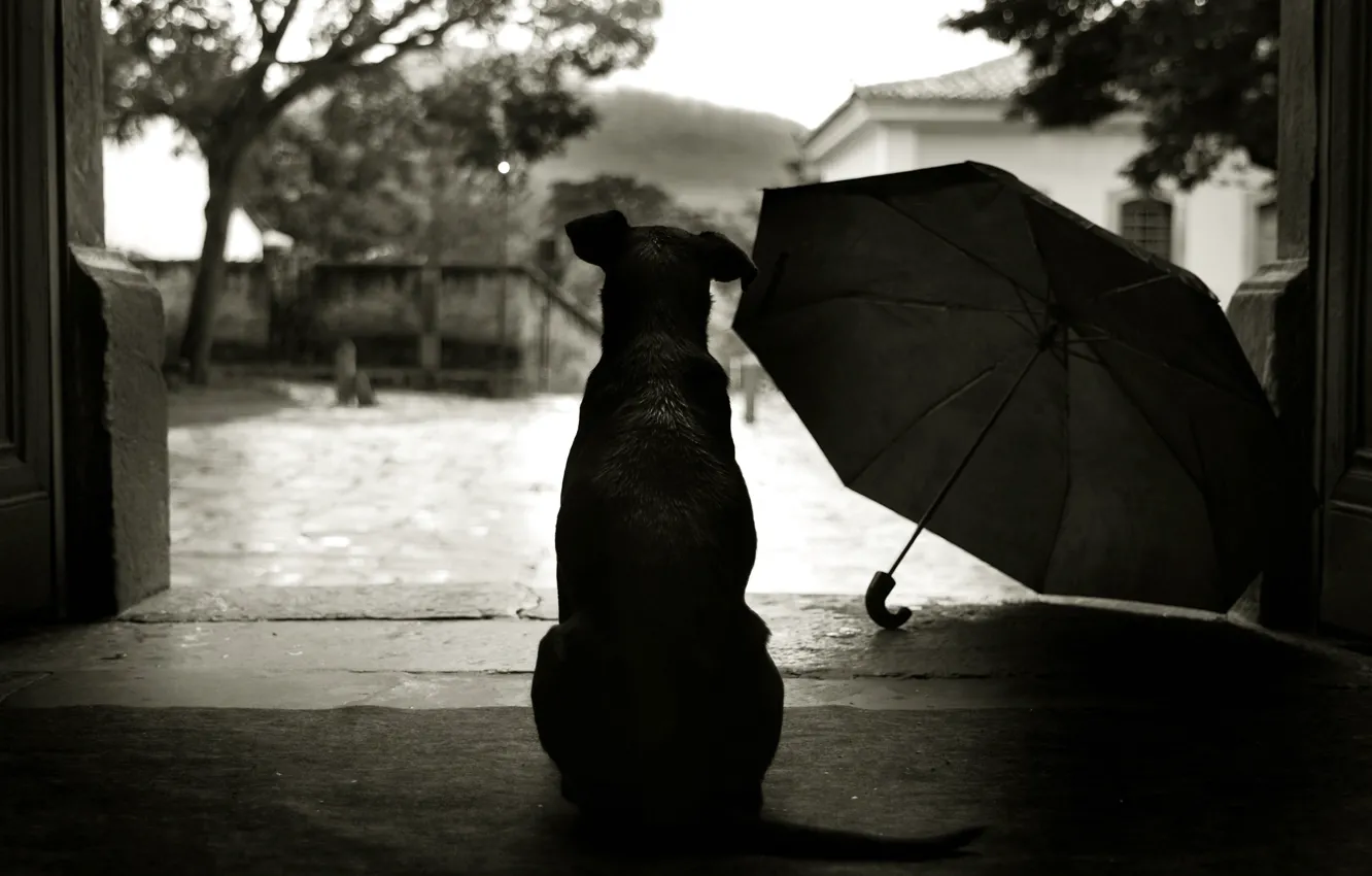 Photo wallpaper style, umbrella, 152, yard, dog