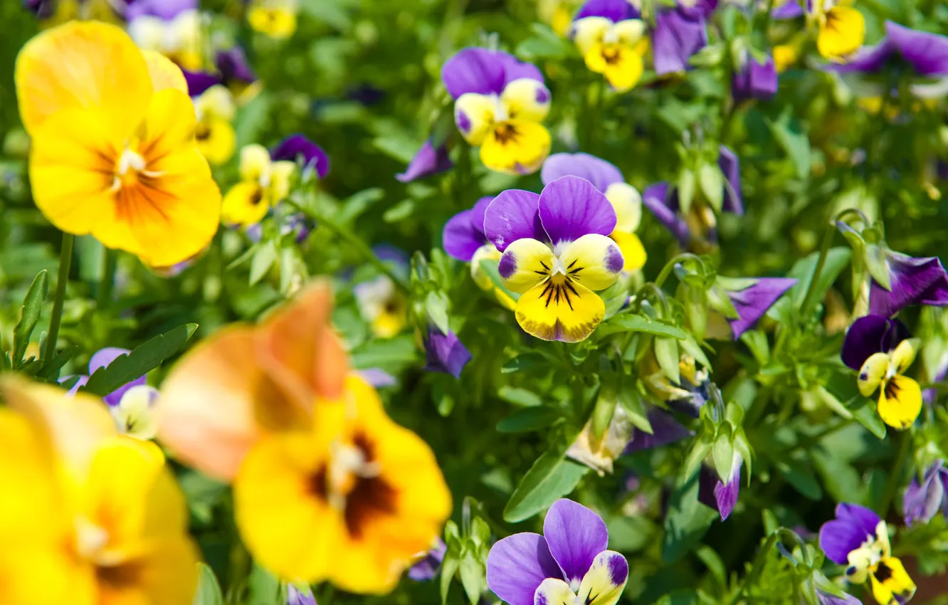 Photo wallpaper flowers, spring, Pansy