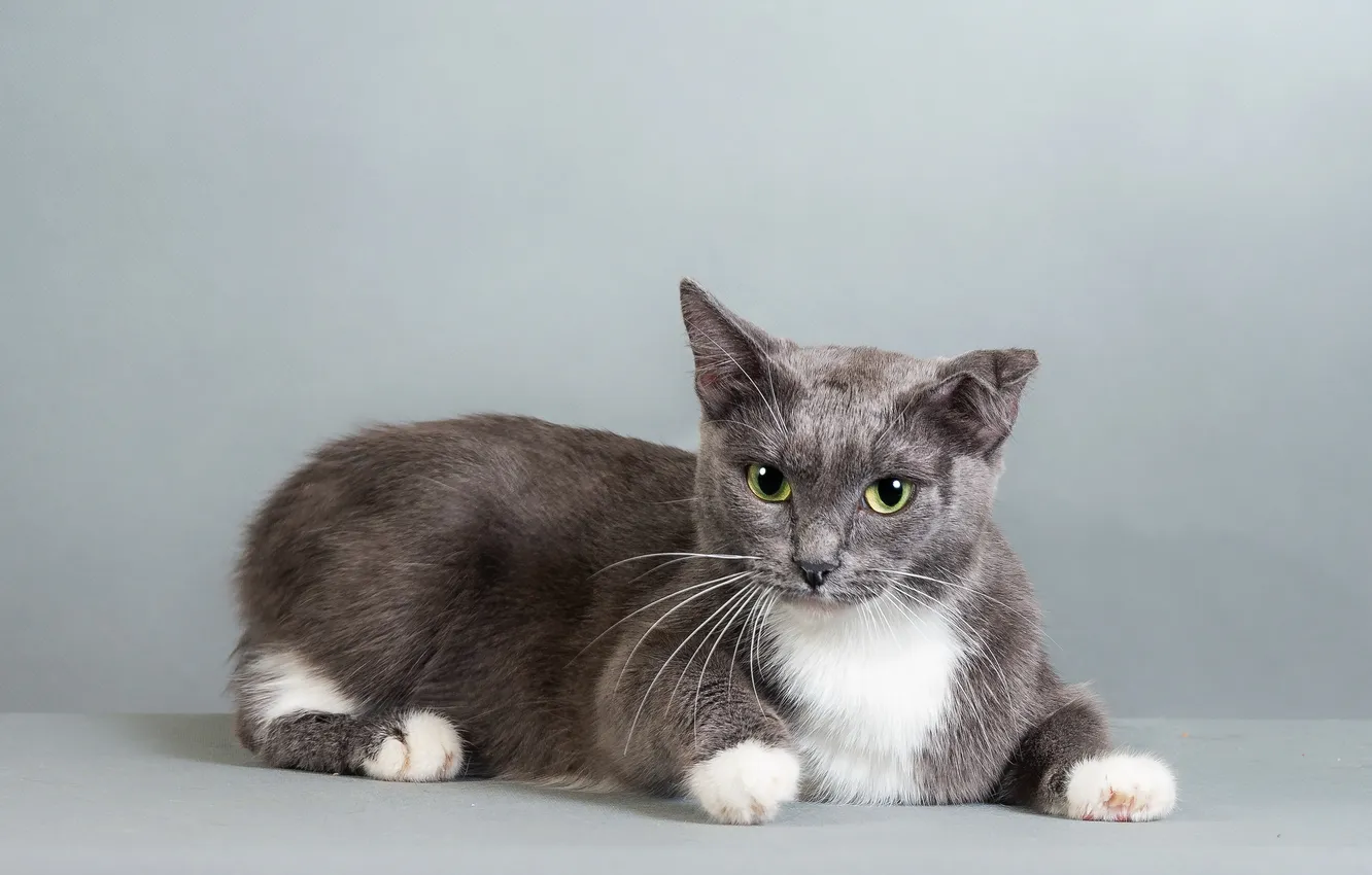 Photo wallpaper cat, look, background