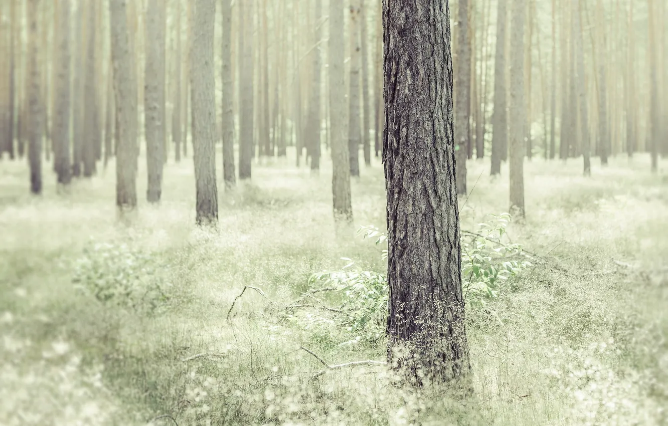 Photo wallpaper forest, light, trees, nature