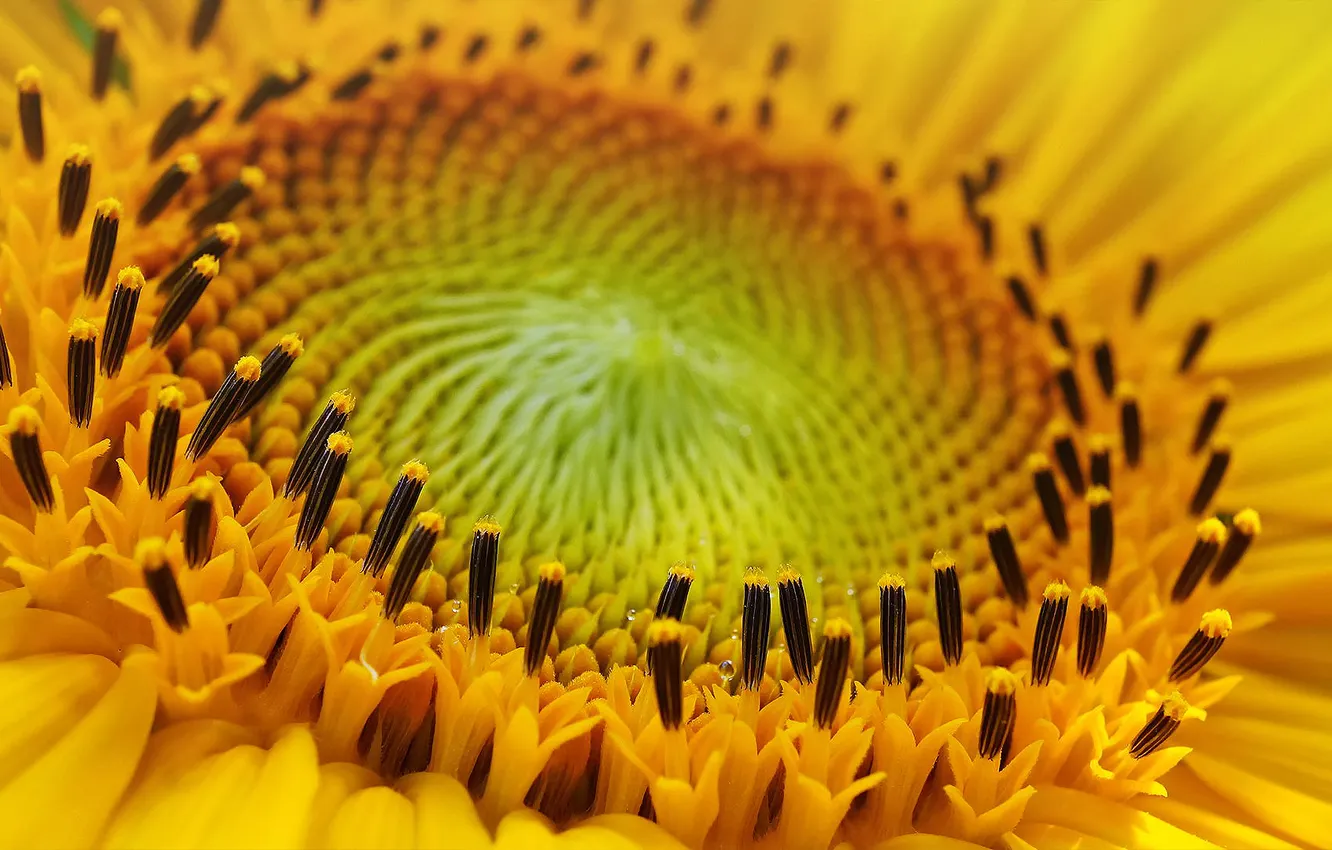 Photo wallpaper flower, macro, sunflower, center