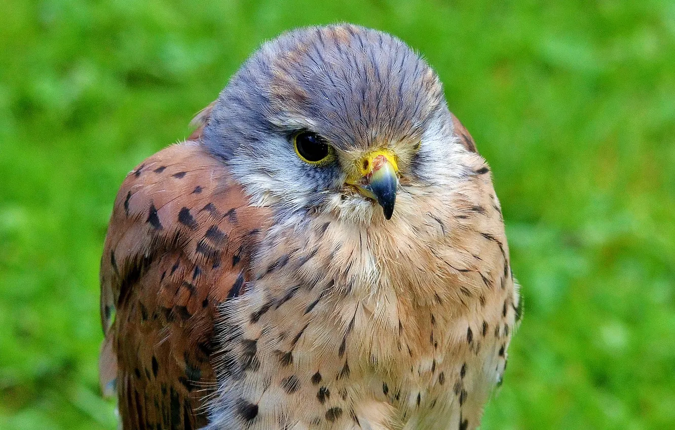 Photo wallpaper background, bird, predator, Falcon
