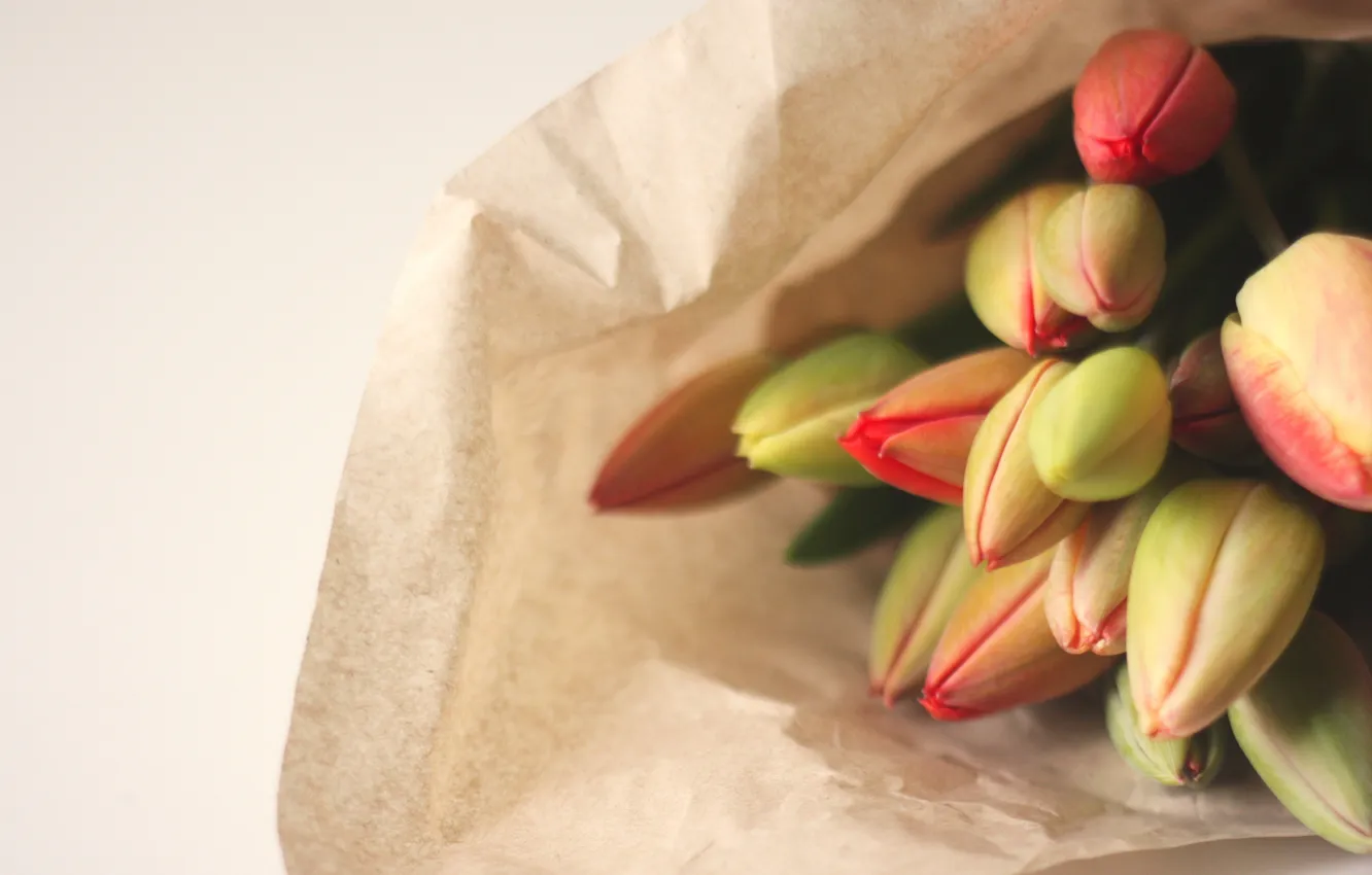 Photo wallpaper flowers, tulips, buds