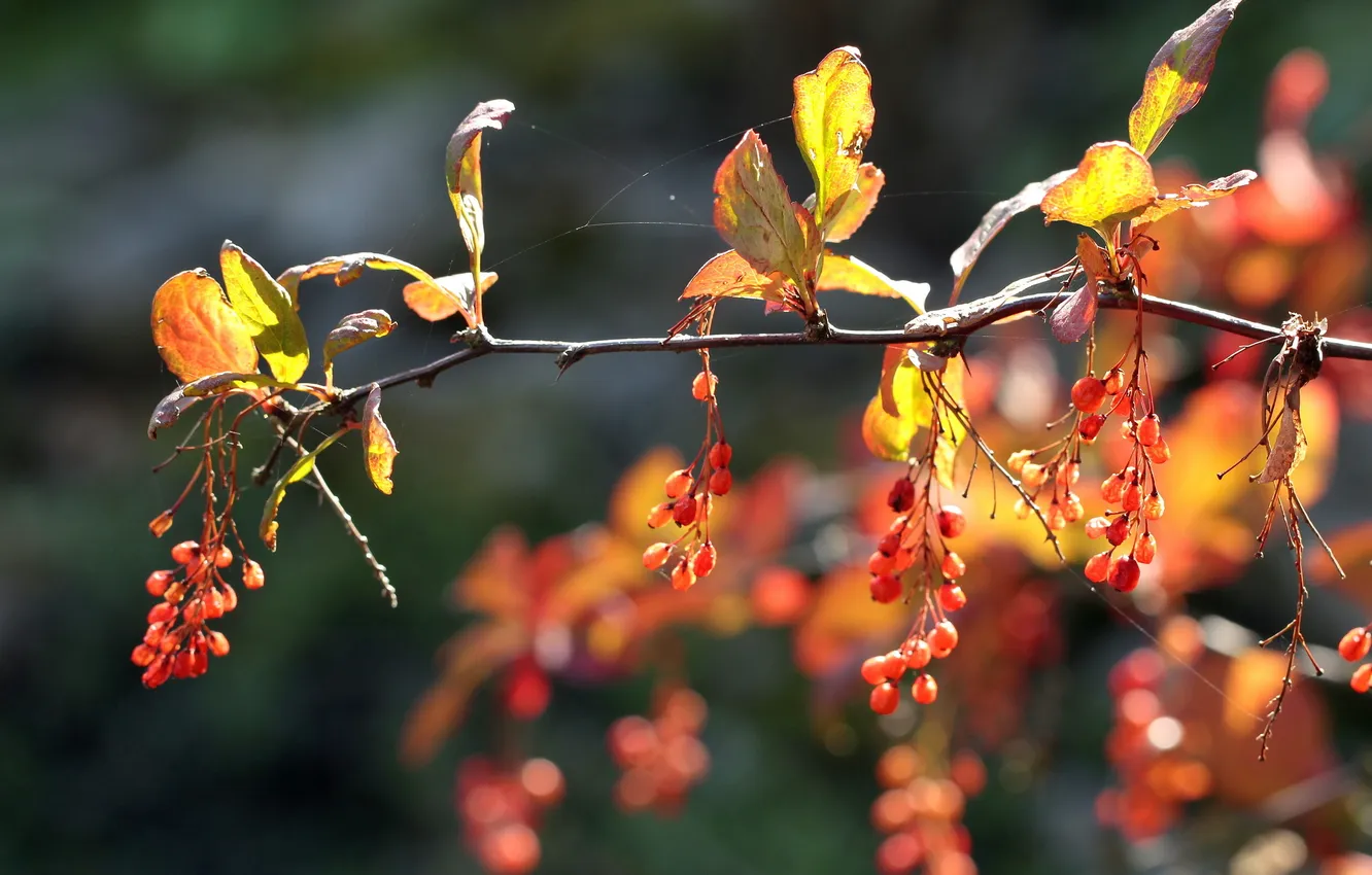 Photo wallpaper autumn, macro, nature, branch