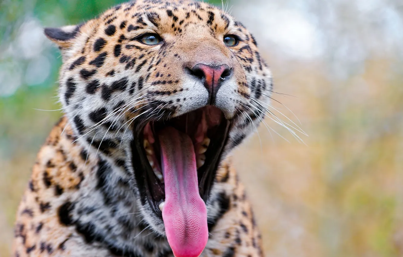 Photo wallpaper language, mouth, Jaguar