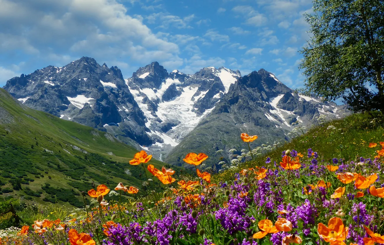 Photo wallpaper flowers, mountains, Maki, Alps, meadow, France, Dauphiné Alps, Alps Dauphine