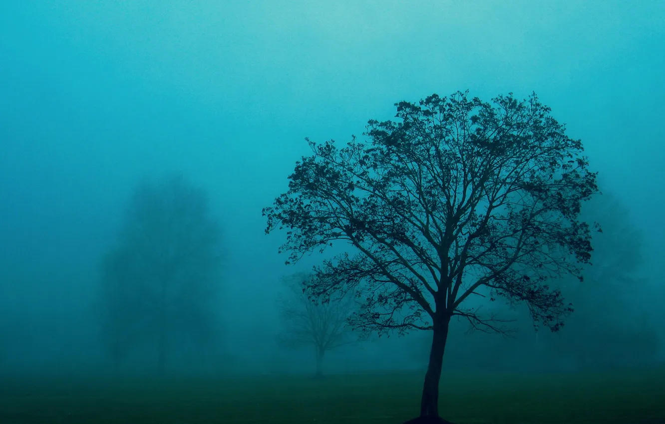 Photo wallpaper fog, tree