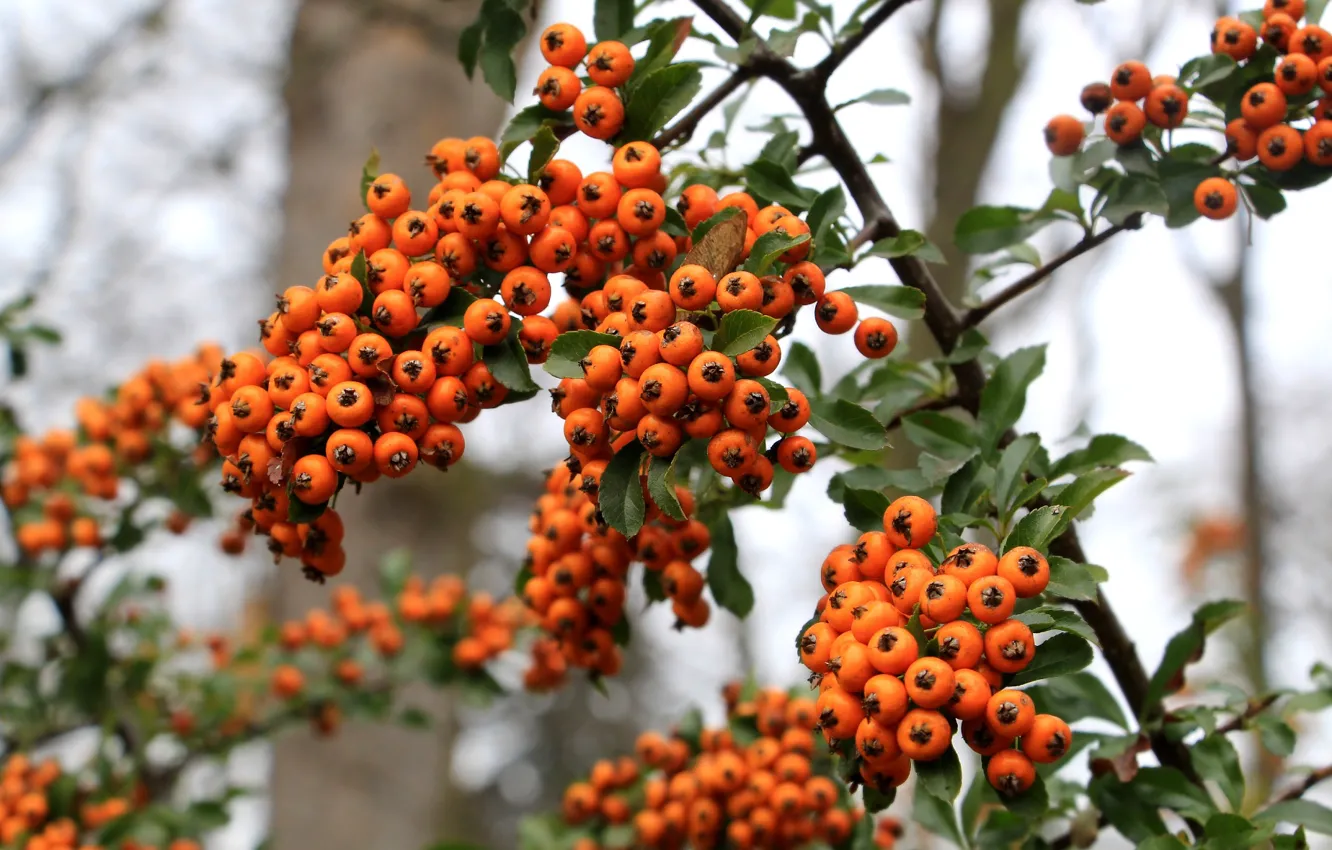 Photo wallpaper food, fruit, twig