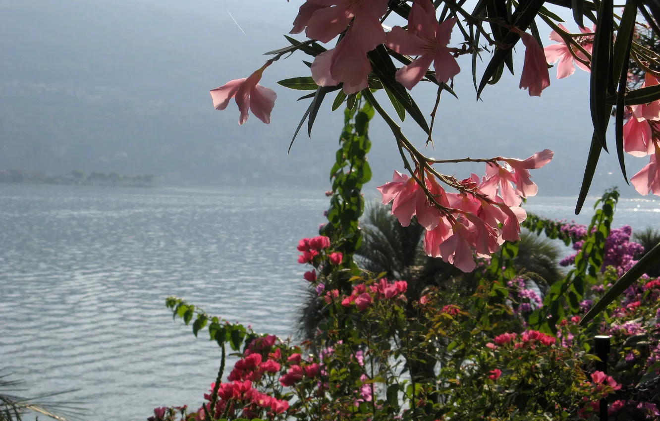 Photo wallpaper Flowers, Lake, Italy, Plants, Italy, Flowers, Lake, Plants