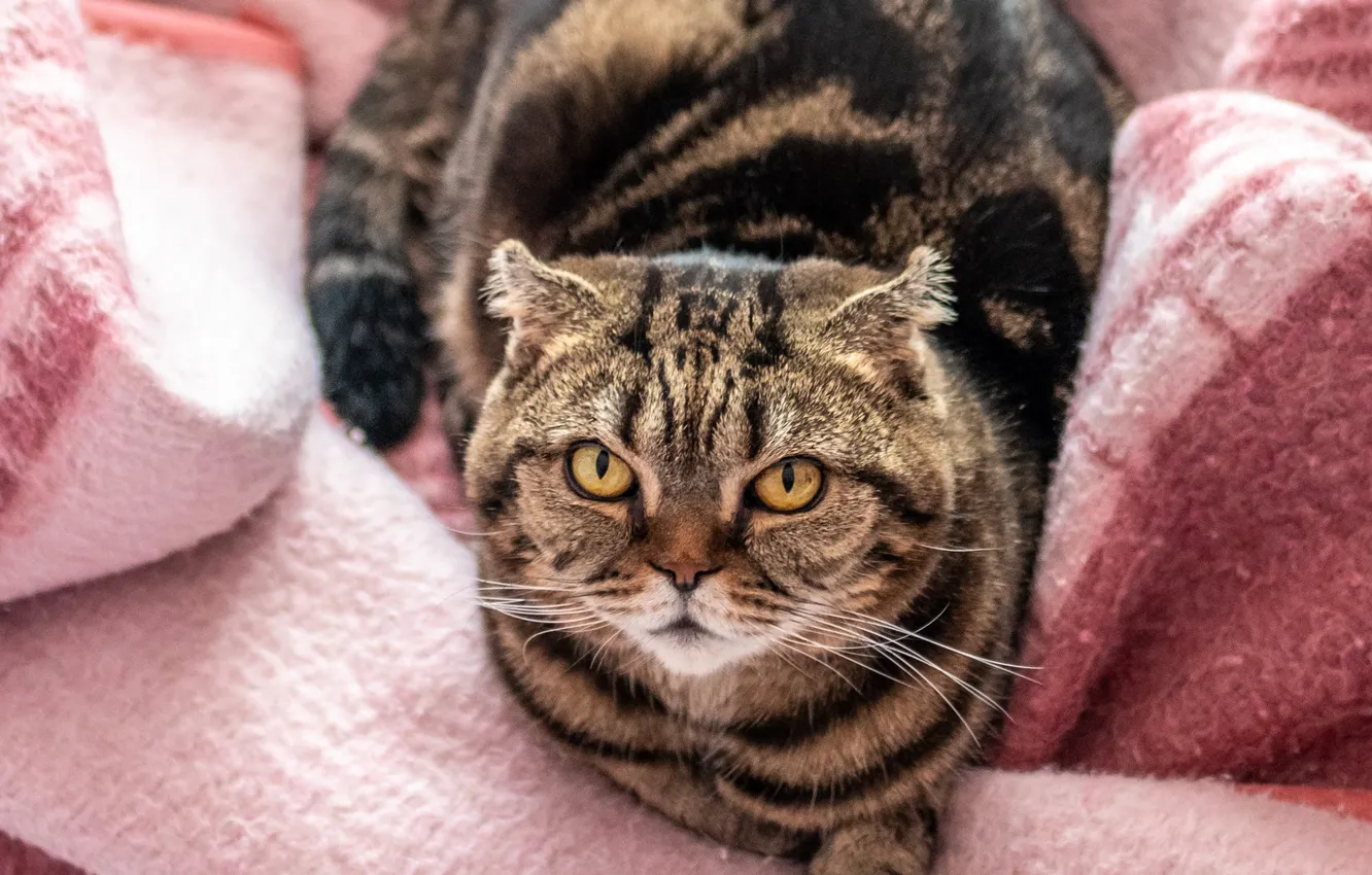 Photo wallpaper cat, cat, look, bed, lies, blanket, tabby