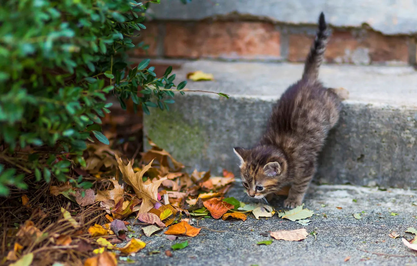 Photo wallpaper autumn, cat, leaves, pose, house, kitty, grey, Bush