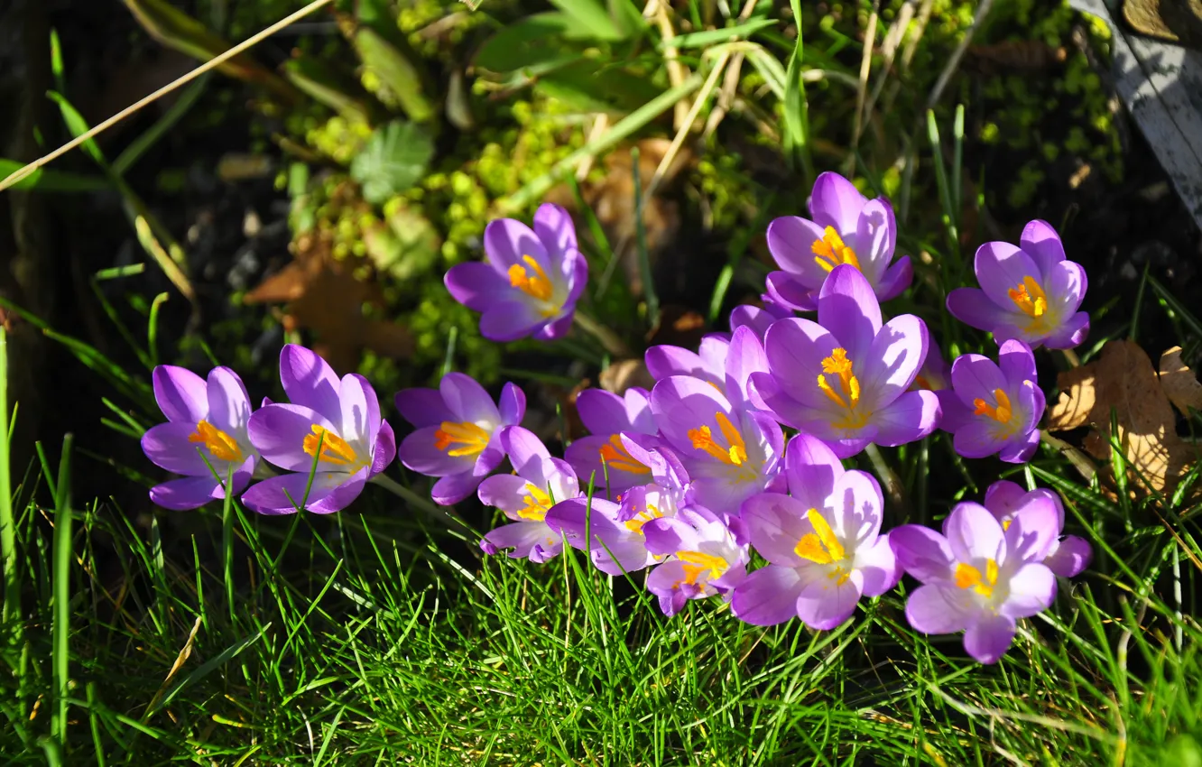 Photo wallpaper spring, crocuses, saffron