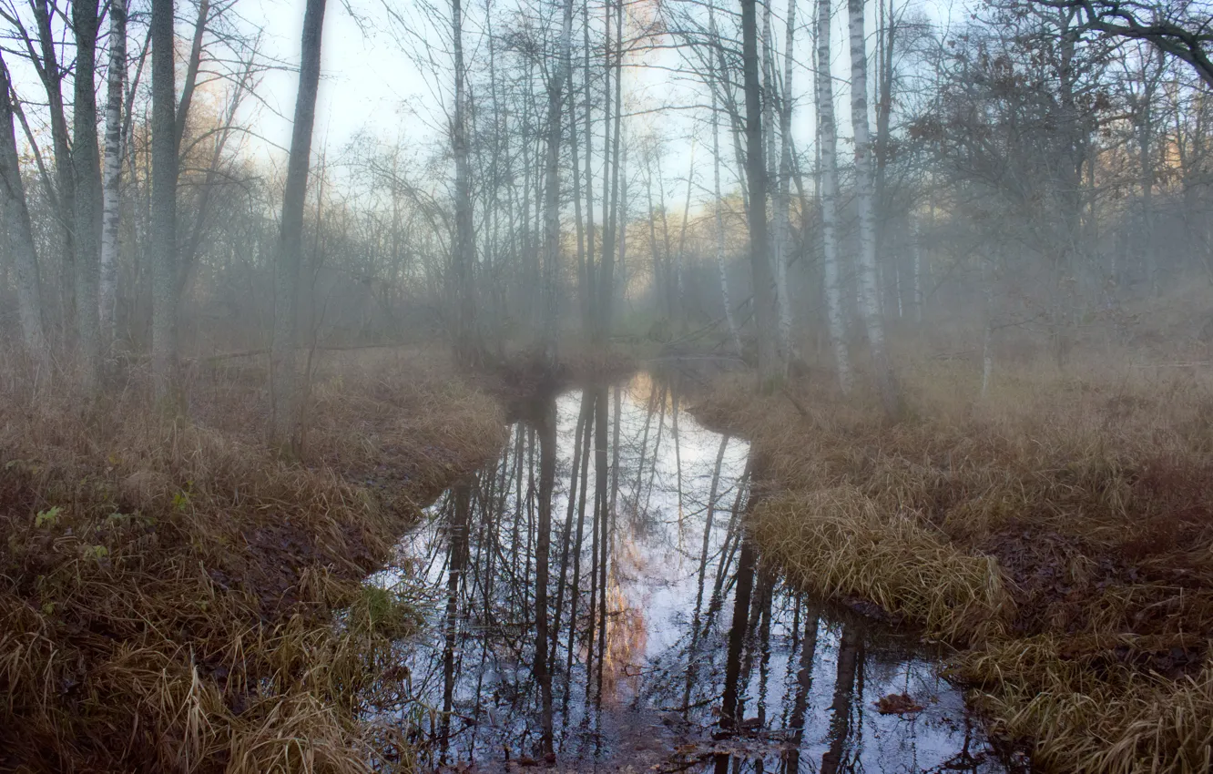 Photo wallpaper forest, fog, river, morning, birch