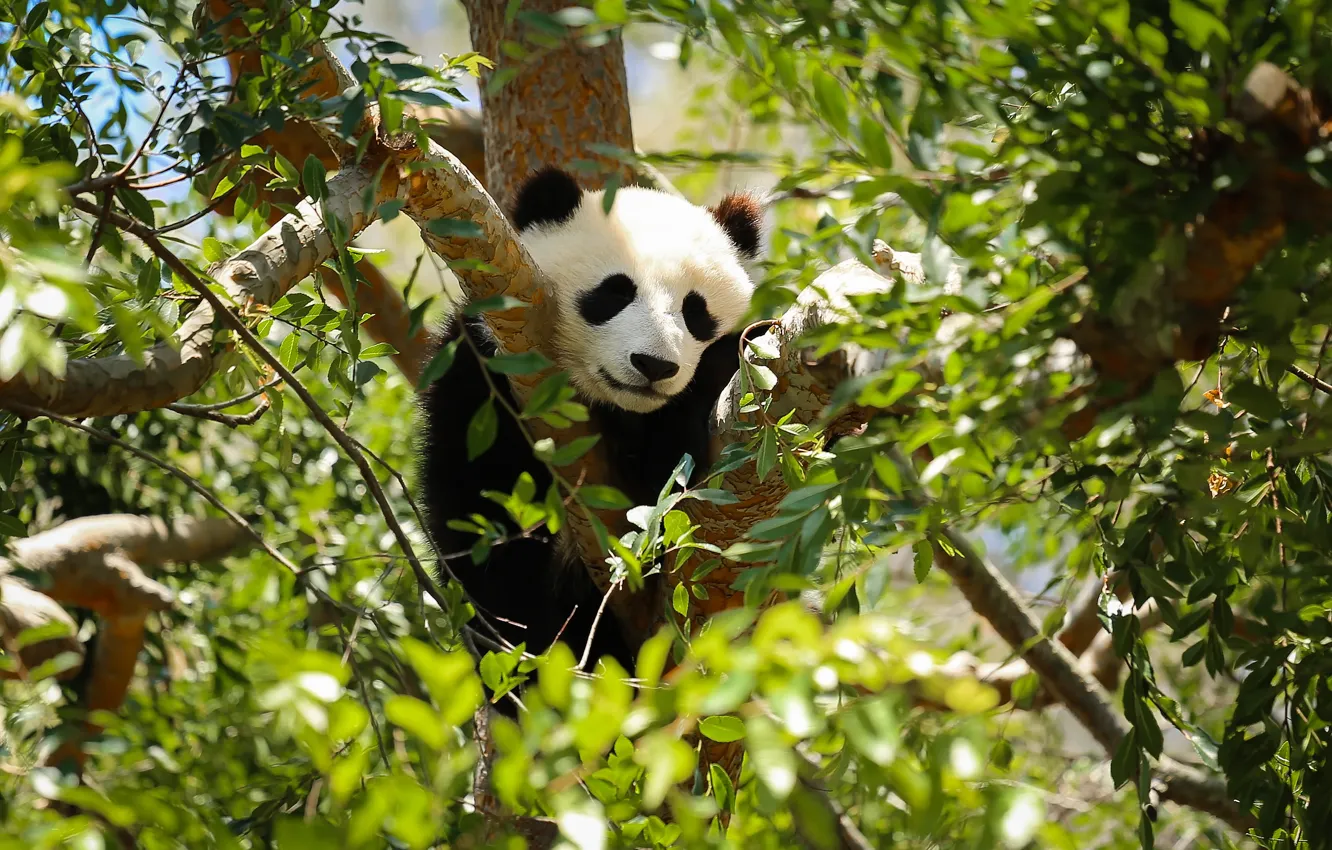 Photo wallpaper light, trees, branches, foliage, sleep, bear, Panda, sleeping