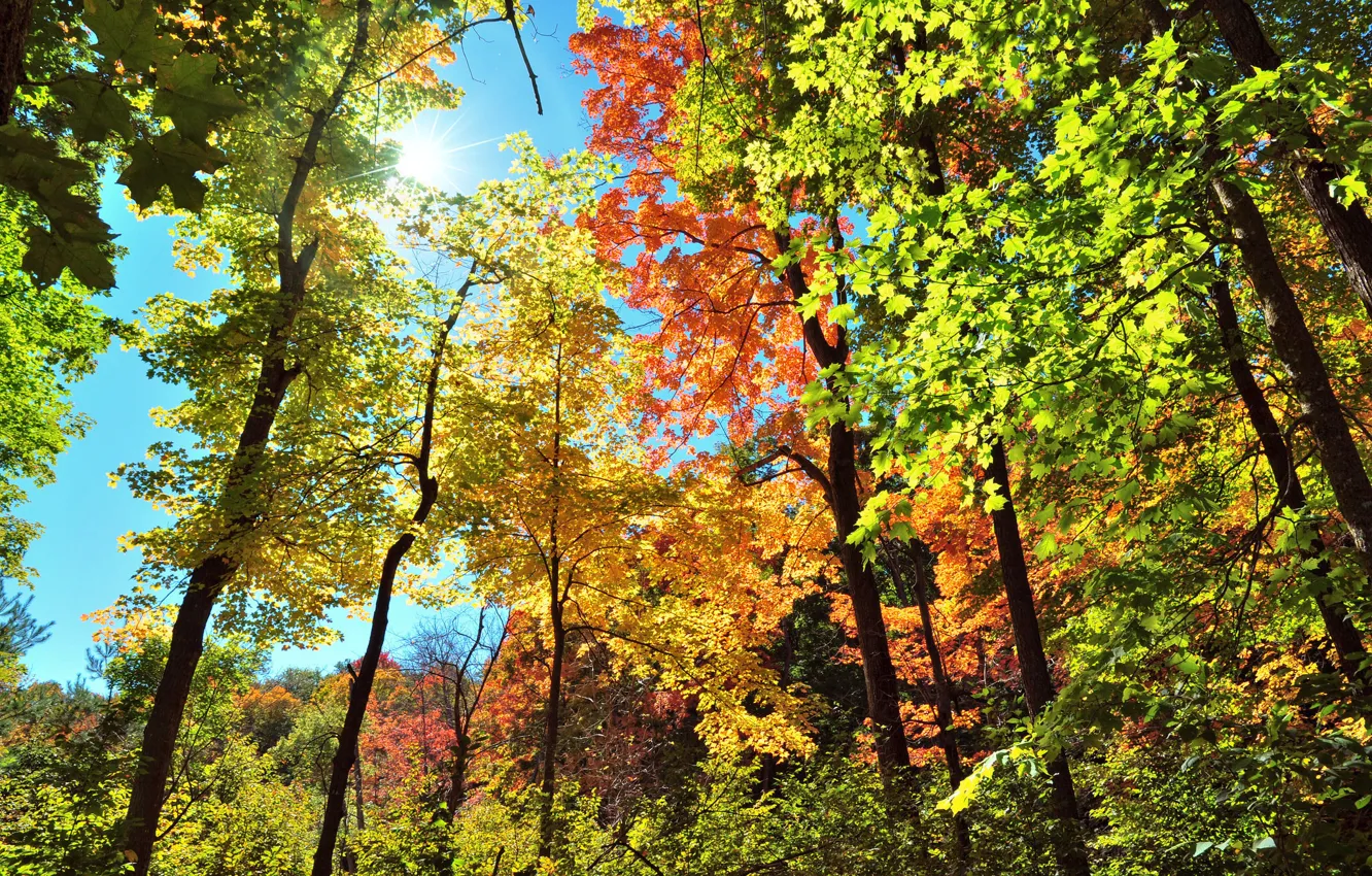 Photo wallpaper autumn, the sky, leaves, rays, light, trees