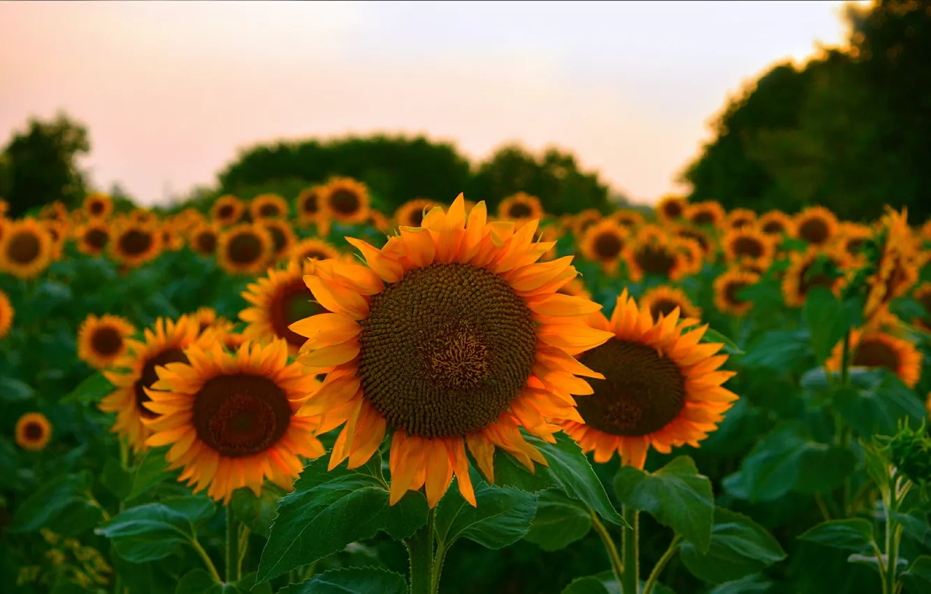 Photo wallpaper sunflowers, sunset, sunset, sunflowers