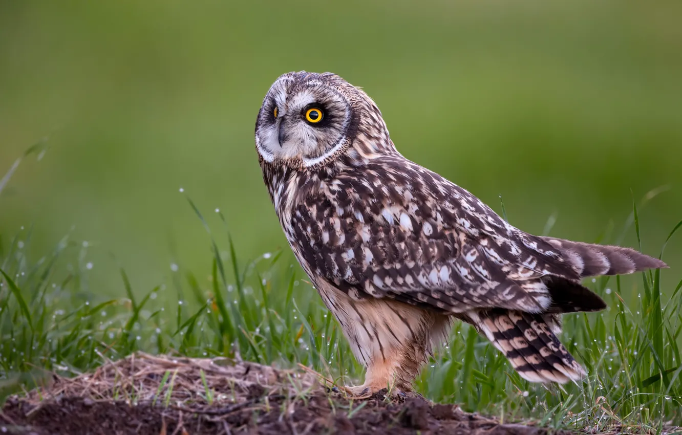 Wallpaper grass, look, nature, Rosa, owl, bird, glade, green background ...