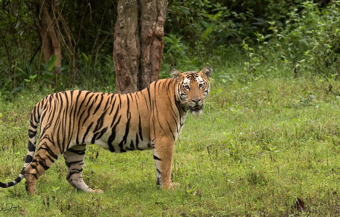 Photo wallpaper greens, nature, tiger, Rakesh Kumar Dogra