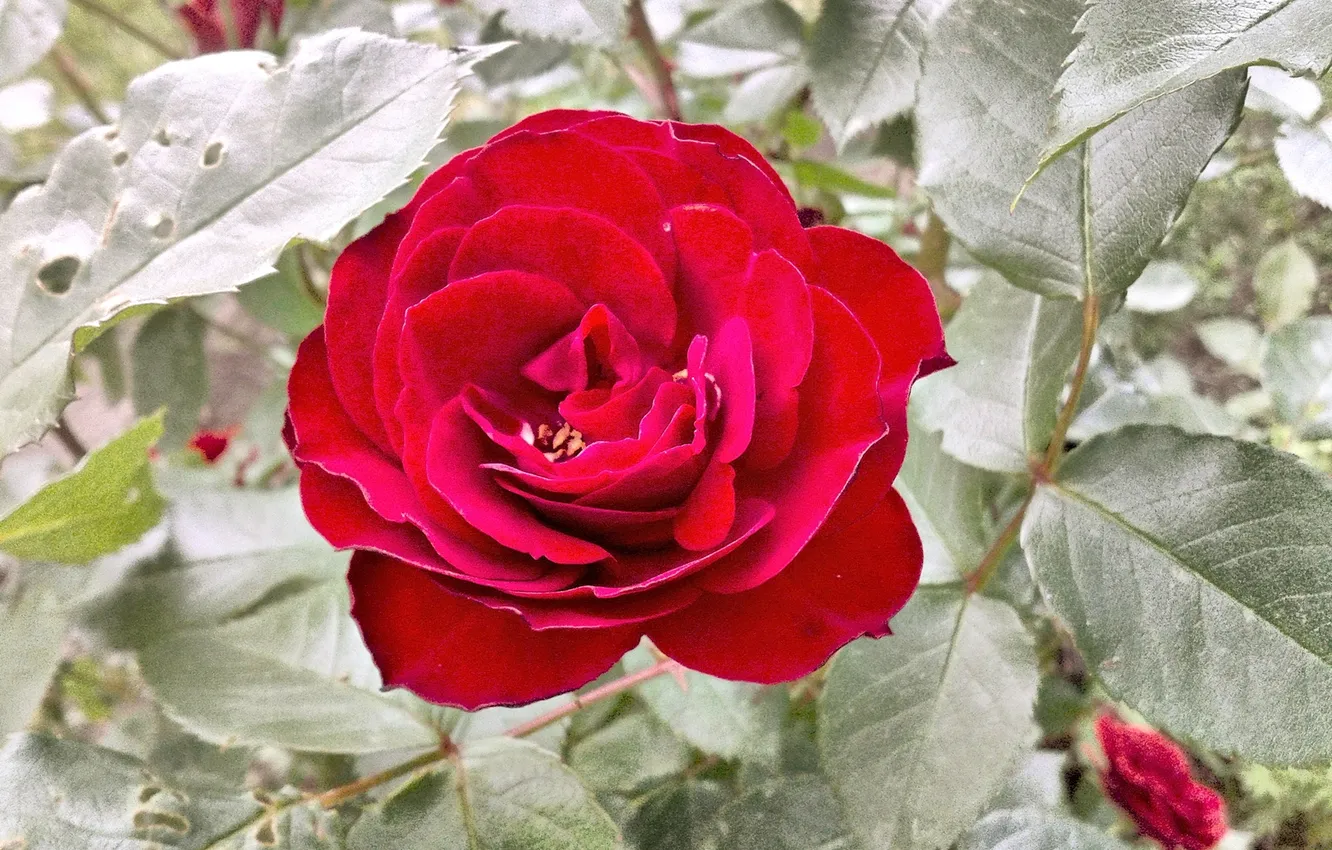 Photo wallpaper flowers, Summer 2025, Rosa Montana floribunda