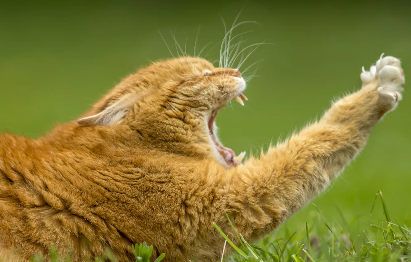Photo wallpaper cat, paws, red, yawns, potyagushki, red cat, yawn
